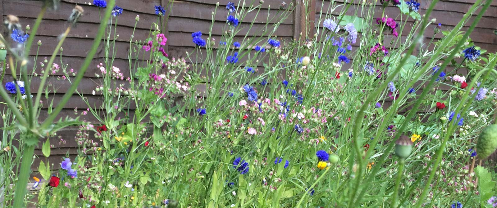 Natural Garden Flowers